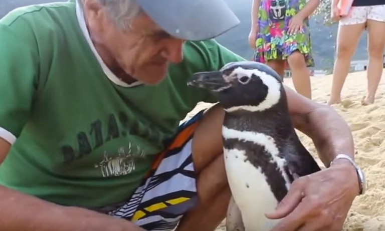 O Pinguim da Patagônia