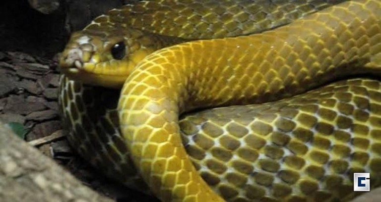 PMA de Mundo Novo (MS) apreende serpente de 1,5 metros em oficina mecânica