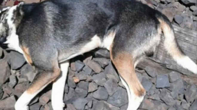 Alerta de Crueldade – Em Eldorado Cães e gatos estão sendo envenenados