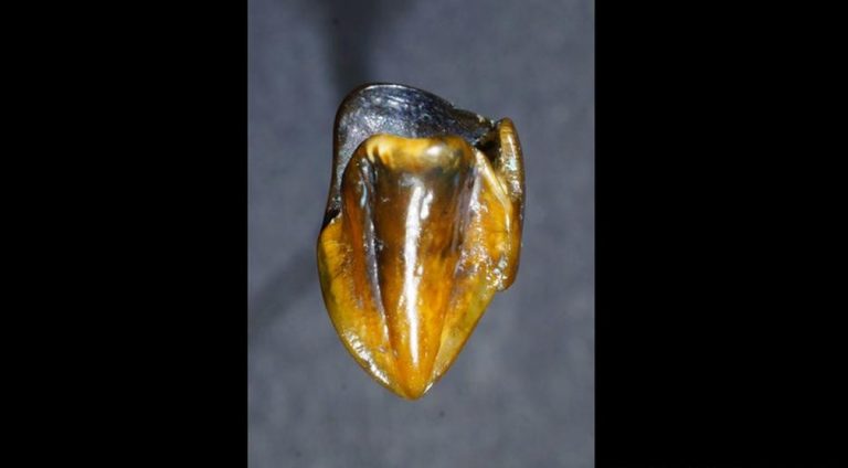 Descobertos dentes que podem reescrever a história da humanidad