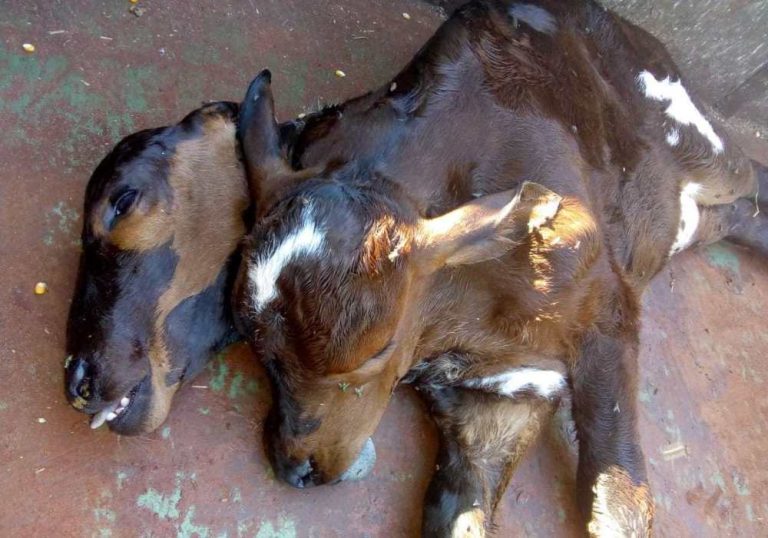 Bezerro nasce com duas cabeças em propriedade rural de Marechal Rondon