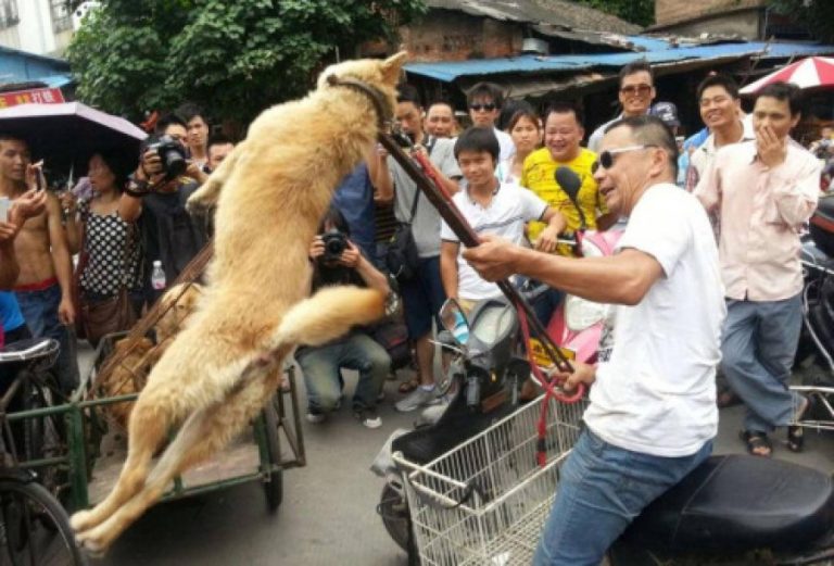 China: festival anual de carne de cachorro e gato é realizado em meio à pandemia