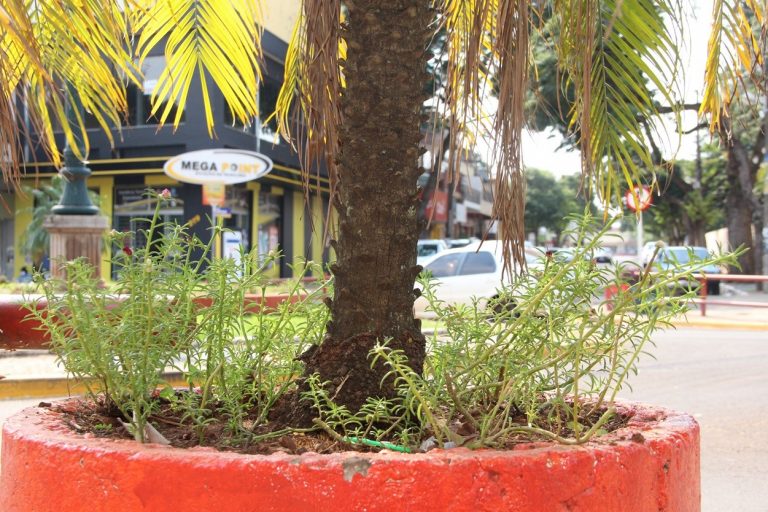 Projeto “Flores de Naviraí”, uma iniciativa louvável de duas navirainses