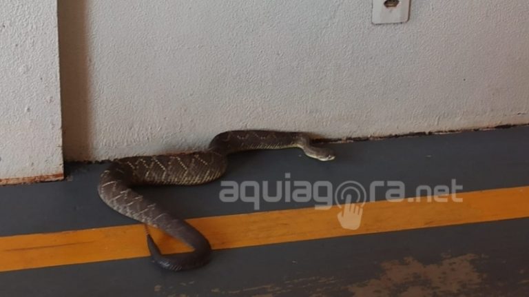 Crianças encontram cobra cascavel no banheiro de casa em Marechal Rondon
