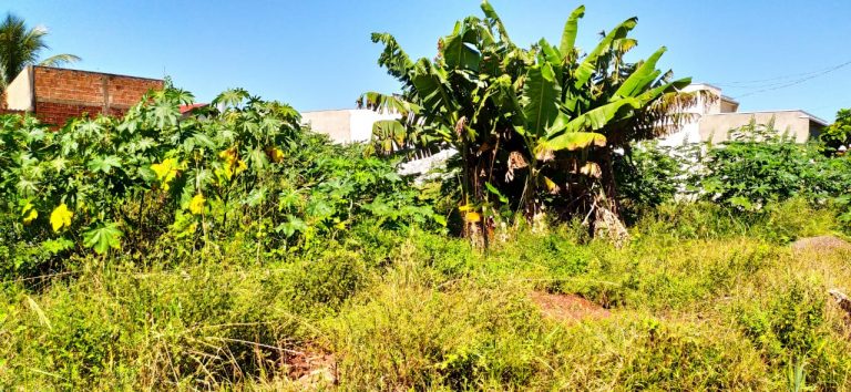 Prefeitura de Itaquiraí irá tomar medidas severas para quem deixar de limpar seu terreno