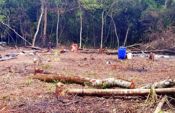 PMA  de Naviraí autua assentado por exploração ilegal de madeira
