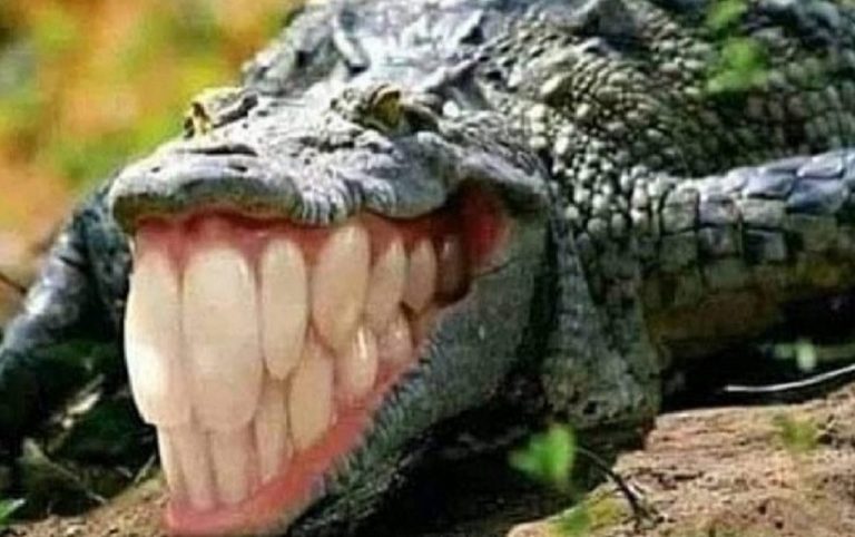 O JACARÉ E O PRESIDENTE