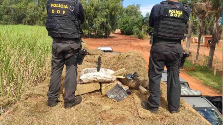 Traficantes colocam grama sobre carga de 11,6 toneladas de maconha, mas acabam presos no município de Itaquiraí