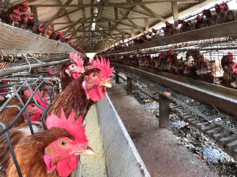 GRANJA SÃO FRANCISCO NA ECONOMIA DE ELDORADO 