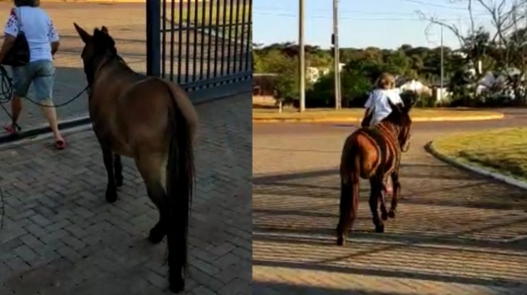 Após dois dias, burro apreendido com maconha é ‘liberado’ da PF