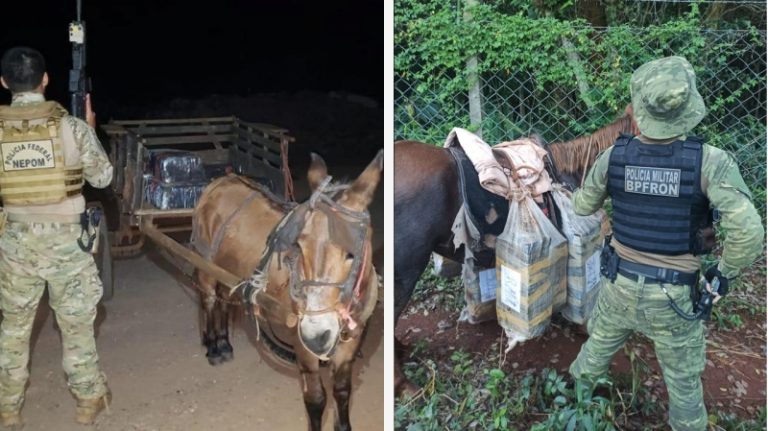 Antes do ‘burrinho traficante’, cavalo também já havia sido ‘apreendido’ com maconha em Guaíra