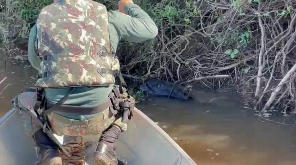 Polícia Militar Ambiental de Mundo Novo resgata sucuri de 5 metros enroscada em galhos após ingestão de presa