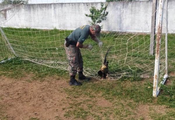 Polícia Militar Ambiental de Naviraí resgata curicaca presa em rede de campo de futebol