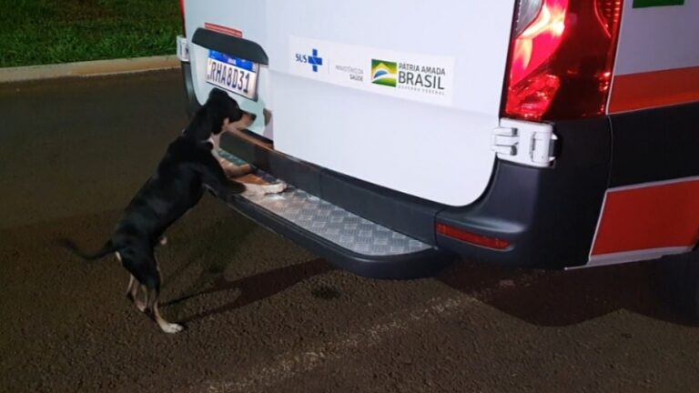 Cachorro tenta entrar em ambulância do Samu para acompanhar dono