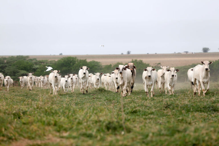 Embargos da China sobre exportação da carne afeta três frigoríficos de MS
