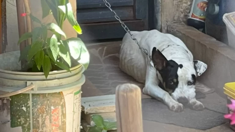 ABRIL LARANJA – ABANDONO DE ANIMAIS