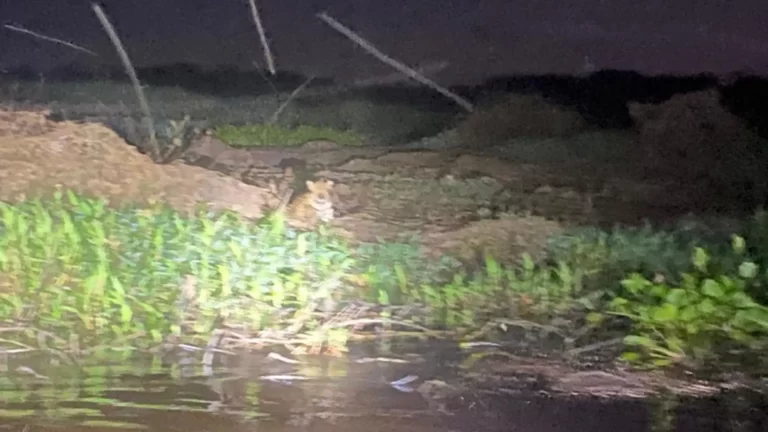 Equipe encontra com onça-pintada na beira de rio e animal fica ‘observando’ policiais