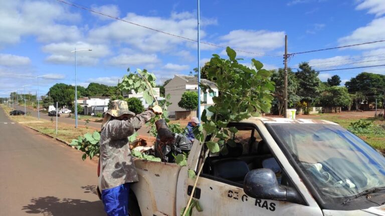 IPÊS BRANCOS SÃO PLANTADOS NA OTAVIANO CORRÊA DE SOUZA, EM MUNDO NOVO