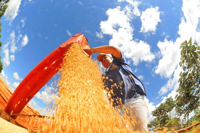 PRODUTORES DE MS DEVEM DECLARAR ÁREA PLANTADA NO SITE DO IAGRO