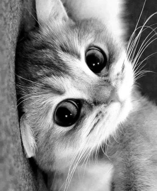 EMOCIONANTE CRÔNICA DA GATA-MÃE