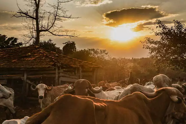 MS tem 6 cabeças de gado para cada habitante