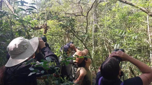 MS está no top 10 nacional de observação de aves no Global Big Day